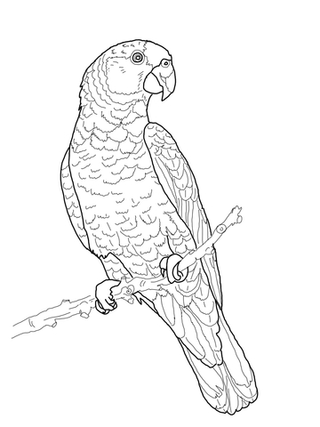 Imperial Amazon Parrot Coloring Page